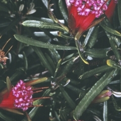 Lambertia formosa (Mountain Devil) at South Pacific Heathland Reserve - 13 Nov 1996 by BettyDonWood