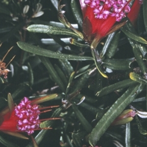 Lambertia formosa at South Pacific Heathland Reserve - 14 Nov 1996