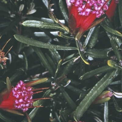 Lambertia formosa (Mountain Devil) at South Pacific Heathland Reserve - 13 Nov 1996 by BettyDonWood