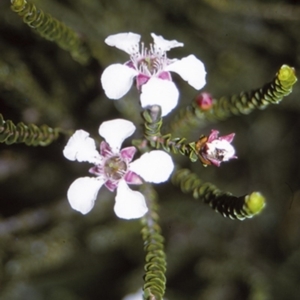 Leptospermum epacridoideum at Worrowing Heights, NSW - 28 Dec 1995