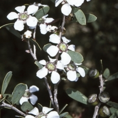 Leptospermum laevigatum (Coast Teatree) at Seven Mile Beach National Park - 8 Aug 1997 by BettyDonWood