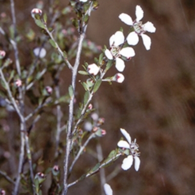 Leptospermum parvifolium (Small-leaved tea-tree) at North Nowra, NSW - 26 Sep 1997 by BettyDonWood