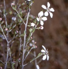 Leptospermum parvifolium (Small-leaved tea-tree) at North Nowra, NSW - 26 Sep 1997 by BettyDonWood