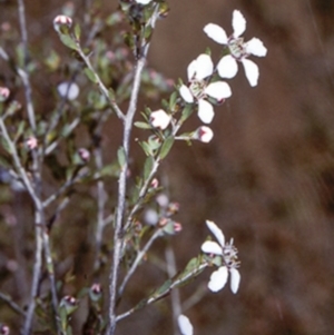 Leptospermum parvifolium at Bomaderry Creek Regional Park - 27 Sep 1997