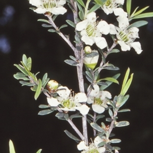 Leptospermum polygalifolium subsp. polygalifolium at McDonald State Forest - 14 Nov 1997