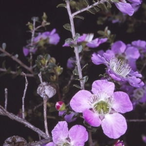 Leptospermum rotundifolium at Morton National Park - 14 Nov 1996