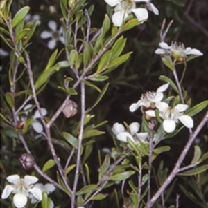 Leptospermum sejunctum at Bomaderry Creek Regional Park - 12 Nov 1997 12:00 AM