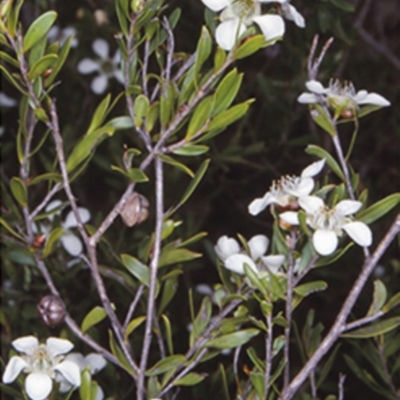 Leptospermum sejunctum (Bomaderry Tea-Tree) at Bomaderry, NSW - 11 Nov 1997 by BettyDonWood