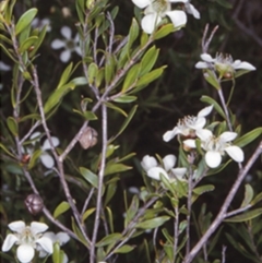 Leptospermum sejunctum (Bomaderry tea-tree) at Bomaderry, NSW - 11 Nov 1997 by BettyDonWood