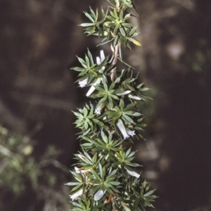 Leucopogon juniperinus at Huskisson, NSW - 29 Apr 1996