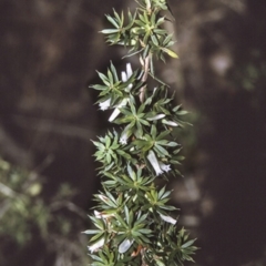 Leucopogon juniperinus (Long Flower Beard-Heath) at Huskisson, NSW - 28 Apr 1996 by BettyDonWood