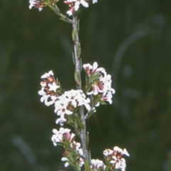 Leucopogon microphyllus var. pilibundus (Hairy Beard Heath) at Morton National Park - 6 Aug 1997 by BettyDonWood