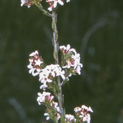 Leucopogon microphyllus var. pilibundus (Hairy Beard Heath) at Morton National Park - 5 Aug 1997 by BettyDonWood