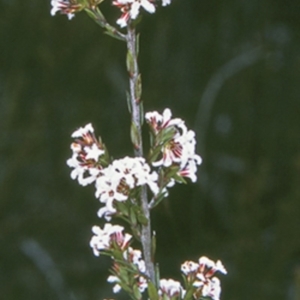Leucopogon microphyllus var. pilibundus at Morton National Park - 6 Aug 1997