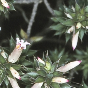 Leucopogon neoanglicus at Morton National Park - 26 Sep 1997 12:00 AM