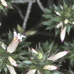 Leucopogon neoanglicus at Morton National Park - 26 Sep 1997