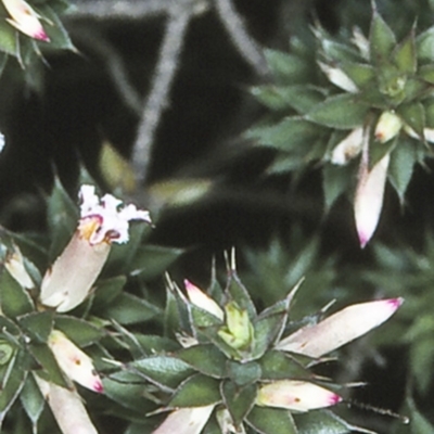 Leucopogon neoanglicus (A Beard-Heath) at Morton National Park - 25 Sep 1997 by BettyDonWood
