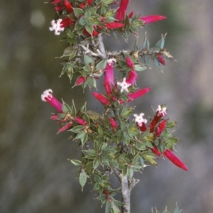 Leucopogon neoanglicus at Bomaderry Creek Regional Park - 11 Jul 1997