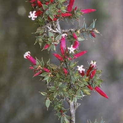 Leucopogon neoanglicus (A Beard-Heath) at Bomaderry Creek Regional Park - 10 Jul 1997 by BettyDonWood