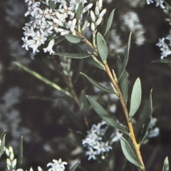 Leucopogon parviflorus (Coast Beard Heath) at Coomee Nulunga Cultural Walking Track - 1 Oct 1997 by BettyDonWood