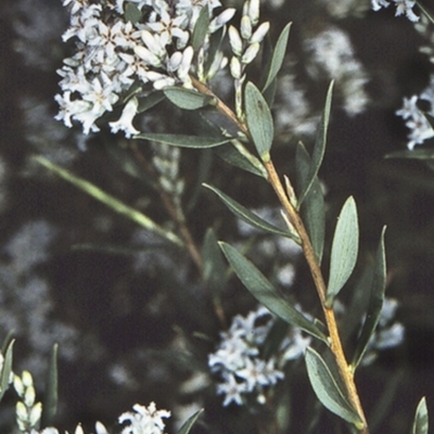 Leucopogon parviflorus (Coast Beard Heath) at Ulladulla - Warden Head Bushcare - 1 Oct 1997 by BettyDonWood