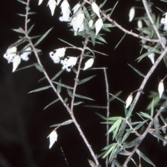 Leucopogon setiger (A Beard Heath) at McDonald State Forest - 11 Aug 1997 by BettyDonWood