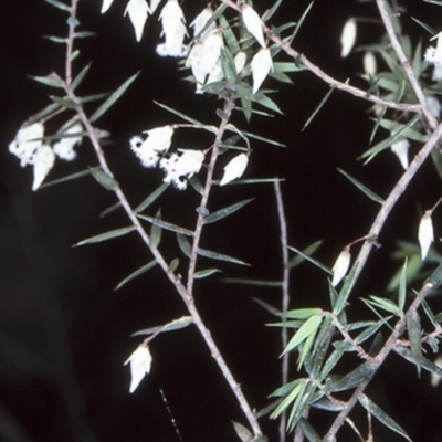 Leucopogon setiger (A Beard Heath) at McDonald State Forest - 10 Aug 1997 by BettyDonWood