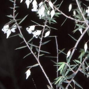 Leucopogon setiger at McDonald State Forest - 11 Aug 1997