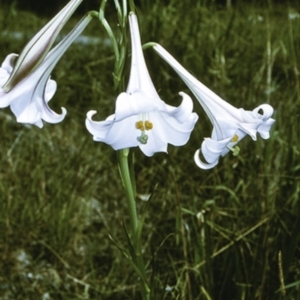 Lilium formosanum at Tullarwalla, NSW - 19 Mar 1997 12:00 AM