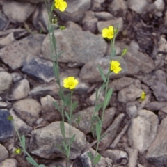 Linum trigynum (French Flax) at Bomaderry Creek Regional Park - 11 Nov 1997 by BettyDonWood