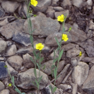 Linum trigynum (French Flax) at Bomaderry Creek Walking Track - 12 Nov 1997 by BettyDonWood