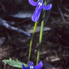 Lobelia dentata (Toothed Lobelia) at Bomaderry Creek Regional Park - 9 Aug 1997 by BettyDonWood