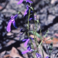 Lobelia gibbosa (Tall Lobelia) at Conjola National Park - 19 Mar 1997 by BettyDonWood