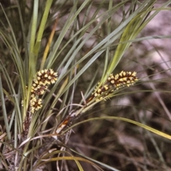 Lomandra confertifolia subsp. similis at Murramarang National Park - 12 Nov 1996 by BettyDonWood