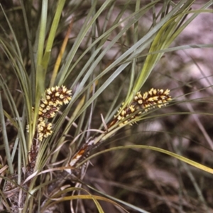 Lomandra confertifolia subsp. similis at Murramarang National Park - 13 Nov 1996