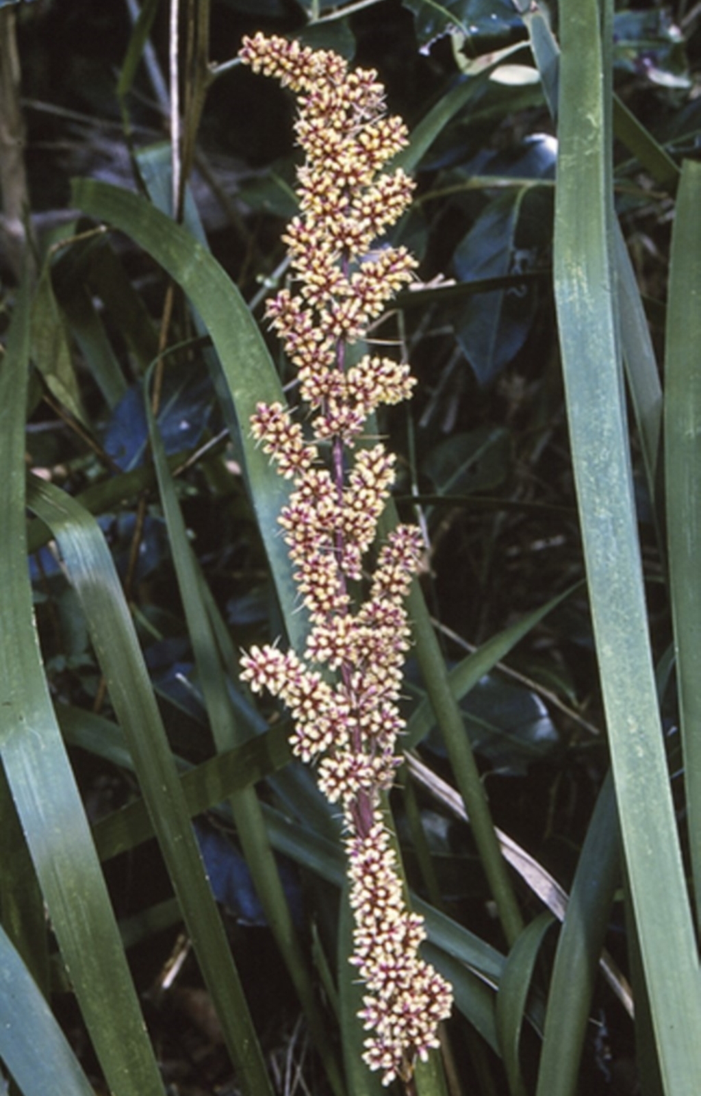 Lomandra longifolia at Bangalee, NSW - 16 Sep 1996