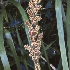 Lomandra longifolia (Spiny-headed Mat-rush, Honey Reed) at Bangalee, NSW - 15 Sep 1996 by BettyDonWood