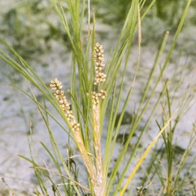 Lomandra multiflora (Many-flowered Matrush) at Erowal Bay, NSW - 16 Sep 1996 by BettyDonWood