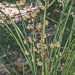 Lomandra multiflora at Morton National Park - 17 Sep 1996