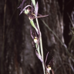 Lyperanthus suaveolens (Brown Beaks) at South Pacific Heathland Reserve - 1 Oct 1997 by BettyDonWood