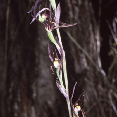 Lyperanthus suaveolens (Brown Beaks) at South Pacific Heathland Reserve - 30 Sep 1997 by BettyDonWood