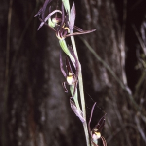 Lyperanthus suaveolens at South Pacific Heathland Reserve - 1 Oct 1997
