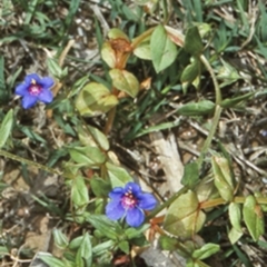 Lysimachia loeflingii (Blue Pimpernel) at Murramarang National Park - 16 Nov 1997 by BettyDonWood