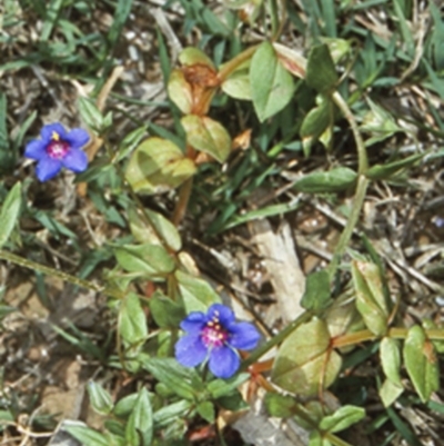 Lysimachia loeflingii (Blue Pimpernel) at Tranquility Bay - 16 Nov 1997 by BettyDonWood