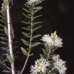 Melaleuca biconvexa (Biconvex paperbark) at Basin View, NSW - 17 Sep 1996 by BettyDonWood