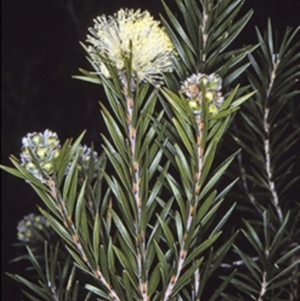 Melaleuca capitata at Morton National Park - 30 Sep 1997