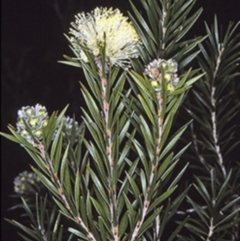 Melaleuca capitata (Sandstone Honey-Myrtle) at Morton National Park - 29 Sep 1997 by BettyDonWood