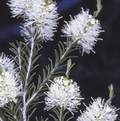 Melaleuca ericifolia (Swamp Paperbark) at Erowal Bay, NSW - 16 Sep 1996 by BettyDonWood