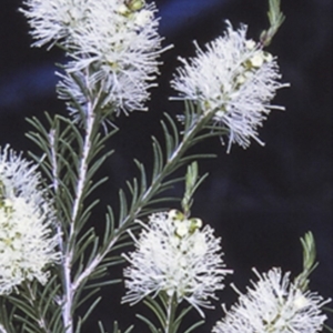 Melaleuca ericifolia at Erowal Bay, NSW - 16 Sep 1996