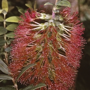 Melaleuca hypericifolia at South Pacific Heathland Reserve - 24 Oct 1996